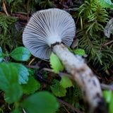 Gomphidius smithii image