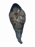 Caloplaca pyracea image
