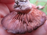 Cortinarius purpurascens image