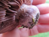 Cortinarius purpurascens image