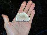 Cerrena unicolor image