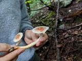 Pholiota polychroa image