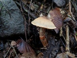 Cortinarius armillatus image