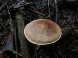 Cortinarius armillatus image
