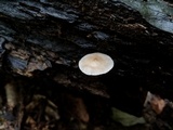 Mycena galericulata image