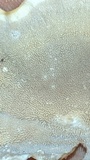 Cerrena unicolor image