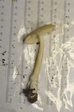 Amanita sect. Vaginatae image