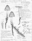 Caulorhiza umbonata image