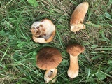 Xanthoconium affine image
