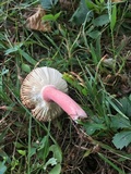 Russula mariae image