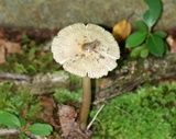 Amanita sect. Vaginatae image