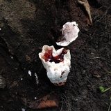 Abortiporus biennis image