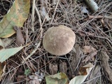 Leccinum snellii image