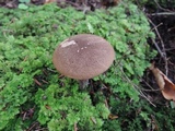 Leccinum snellii image