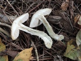 Leccinum snellii image