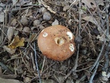 Russula maculata image
