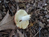 Russula maculata image
