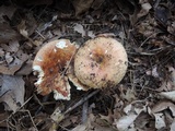 Russula maculata image