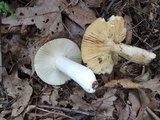 Russula maculata image