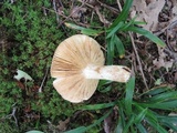 Russula maculata image