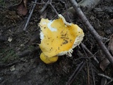 Russula claroflava image