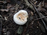 Lactarius pubescens var. betulae image