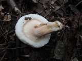 Lactarius pubescens var. betulae image