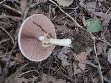 Agaricus placomyces image