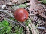 Suillus grevillei image