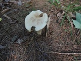 Leccinum insolens image