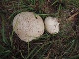 Calvatia cyathiformis image