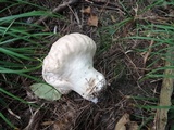 Calvatia craniiformis image