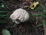 Calvatia craniiformis image