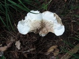 Calvatia craniiformis image