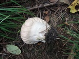 Calvatia craniiformis image