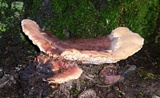 Abortiporus biennis image