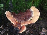 Abortiporus biennis image