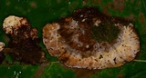 Abortiporus biennis image