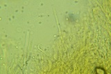 Abortiporus biennis image