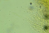 Abortiporus biennis image