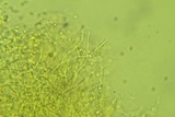Abortiporus biennis image