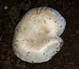 Agaricus bitorquis image