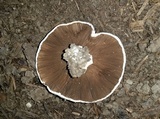 Agaricus bitorquis image