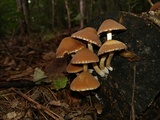 Psathyrella piluliformis image