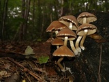 Psathyrella piluliformis image