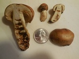 Russula grata image