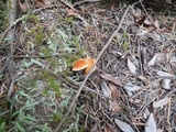 Pycnoporellus fulgens image