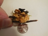 Pycnoporellus fulgens image