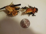 Pycnoporellus fulgens image