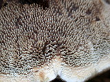 Hydnellum aurantiacum image
